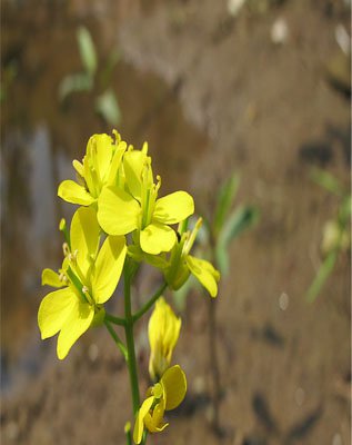 Công Ty Cổ Phần Tập Đoàn Giáo Dục Inspire