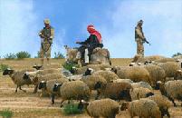 Câu chuyện người chăn cừu và bài học về lãnh đạo