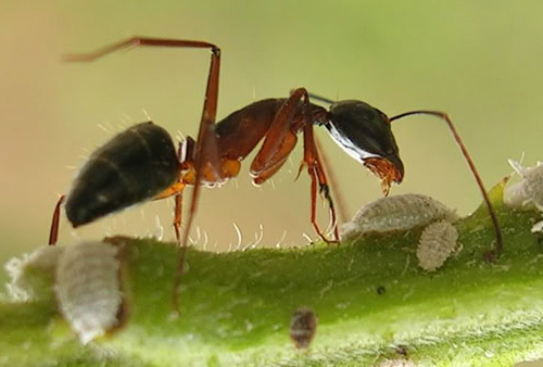 Câu chuyện ngụ ngôn về con kiến và bài học quản lý